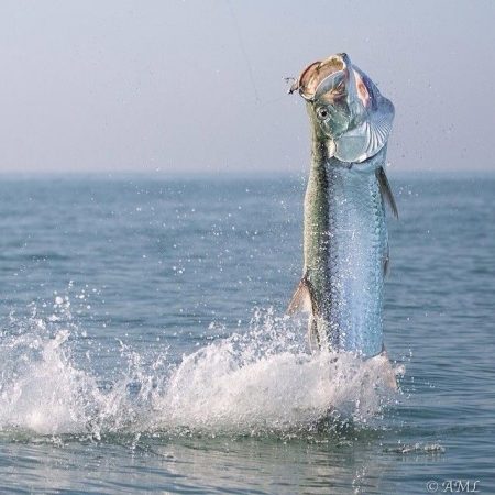 Fort Myers Beach Tarpon Hunters Club – Worlds oldest Tarpon Hunting Club